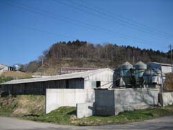 えごま豚通販 産地直送 肉のあさひ