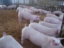 えごま豚通販 産地直送 肉のあさひ