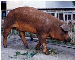 えごま豚通販 肉のあさひ