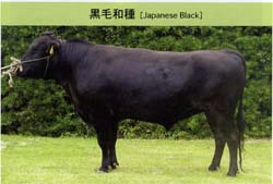 仙台牛 仙台牛通販 肉のあさひ