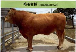 仙台牛 仙台牛通販 肉のあさひ