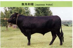 仙台牛 仙台牛通販 肉のあさひ