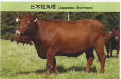 仙台牛 仙台牛通販 肉のあさひ