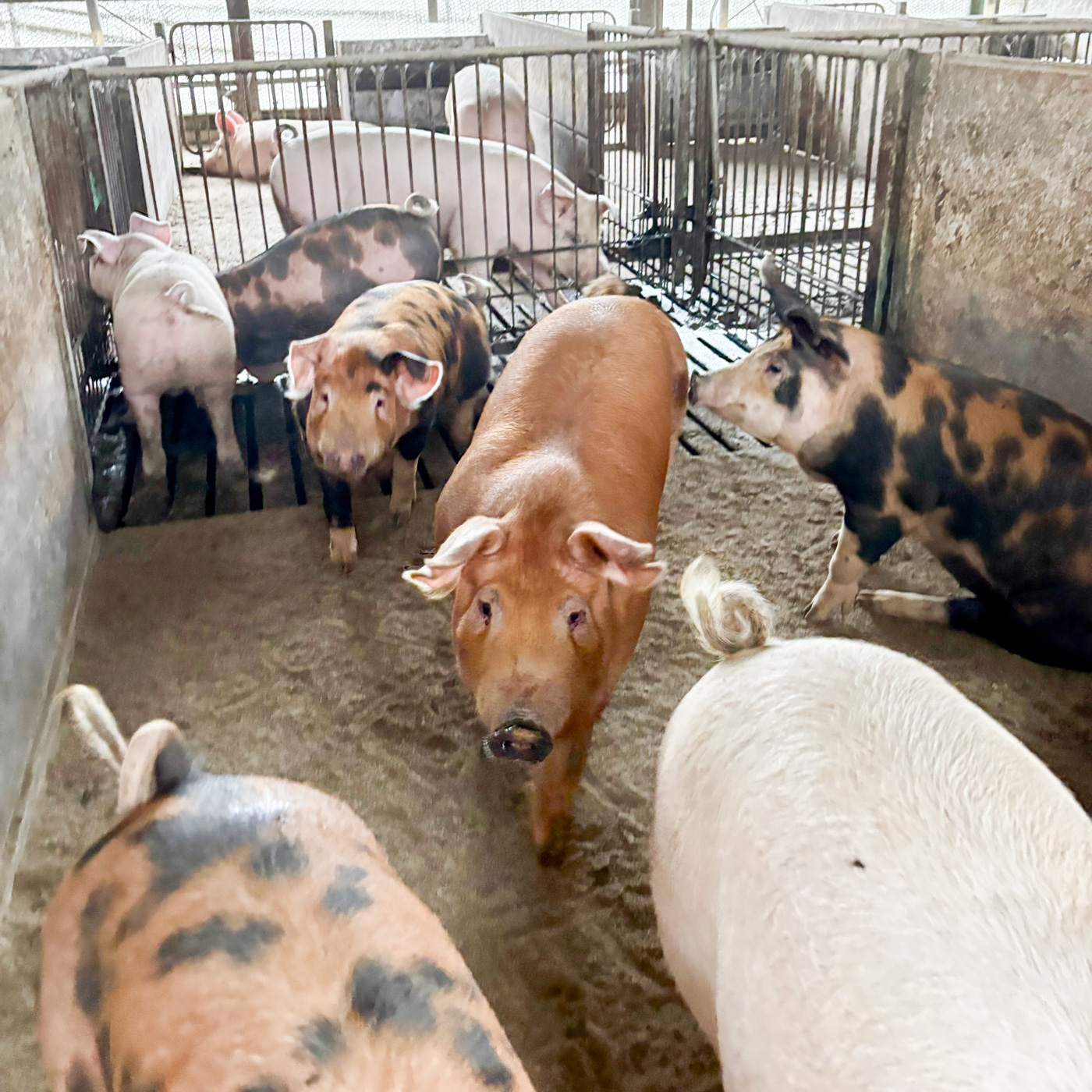 通常の1.3倍の時間をかける「240日間」の長期飼育