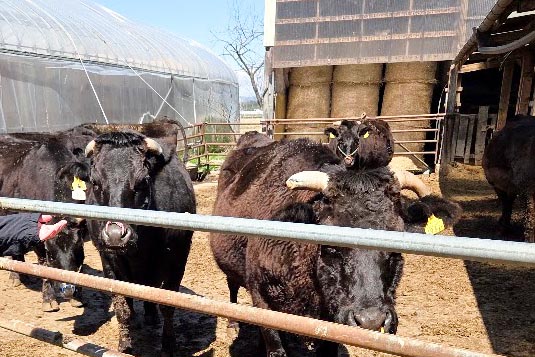 宮城の大自然と「清らかな水」が育む豊かな肉質